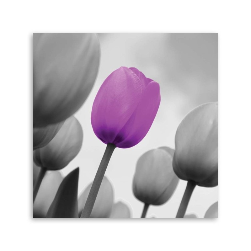 Leinwandbild - Lila Tulpe in Grau | Feeby