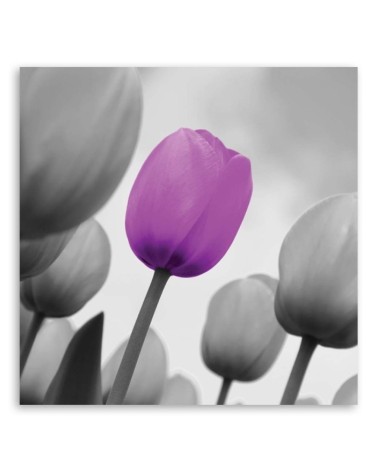 Leinwandbild - Lila Tulpe in Grau | Feeby