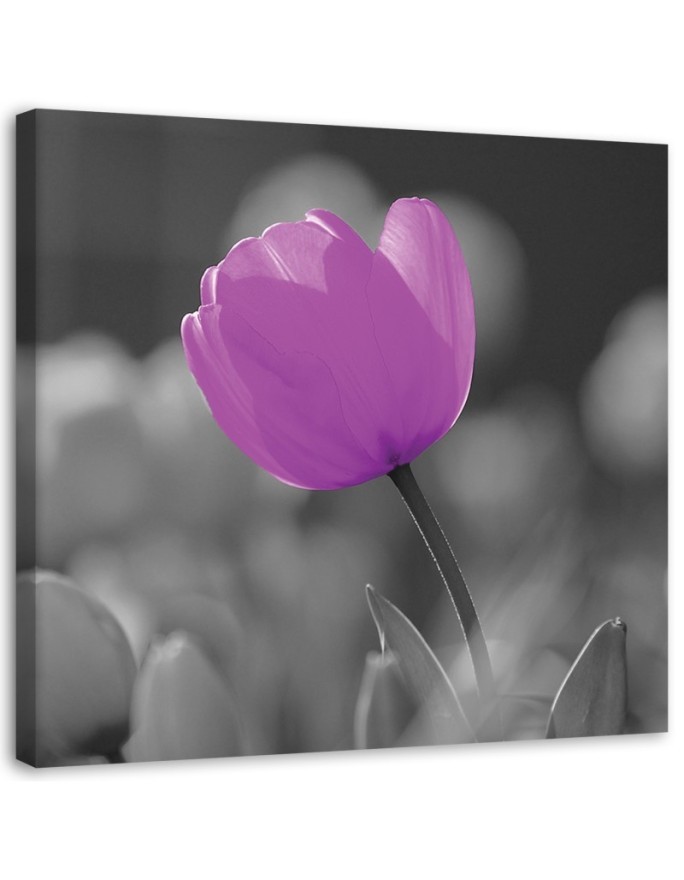 Fioletowy tulipan - Obraz na płótnie canvas | FEEBY