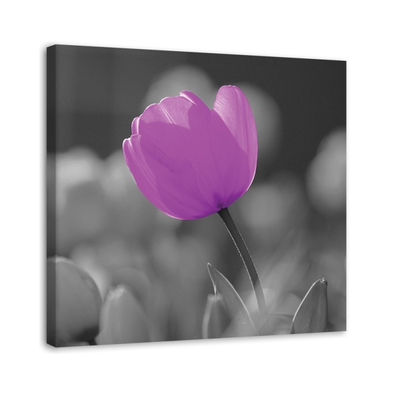 Bild auf Leinwand - Lila Tulpe | Feeby