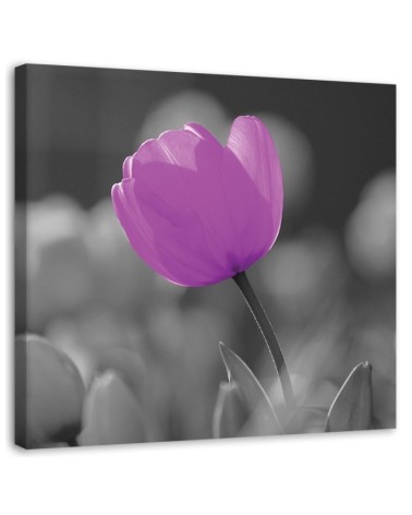 Bild auf Leinwand - Lila Tulpe | Feeby