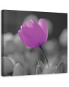Fioletowy tulipan - Obraz na płótnie canvas | FEEBY
