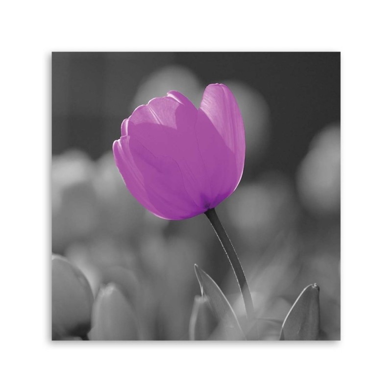 Bild auf Leinwand - Lila Tulpe | Feeby