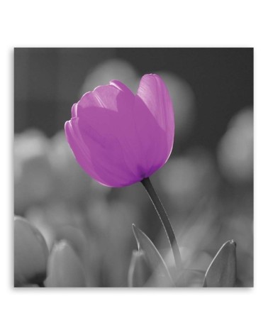 Bild auf Leinwand - Lila Tulpe | Feeby