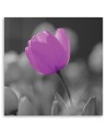 Fioletowy tulipan - Obraz na płótnie canvas | FEEBY