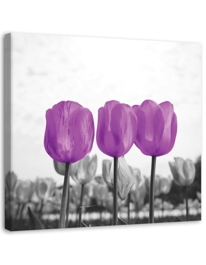 Leinwandbild - Lila Tulpen | Feeby