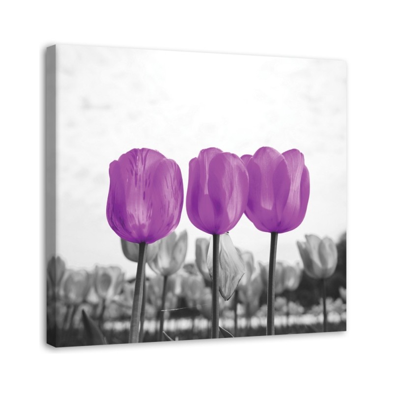 Leinwandbild - Lila Tulpen | Feeby