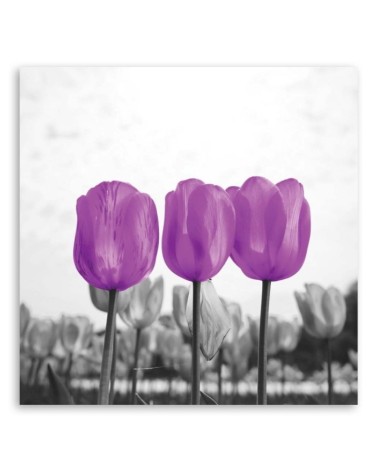 Leinwandbild - Lila Tulpen | Feeby