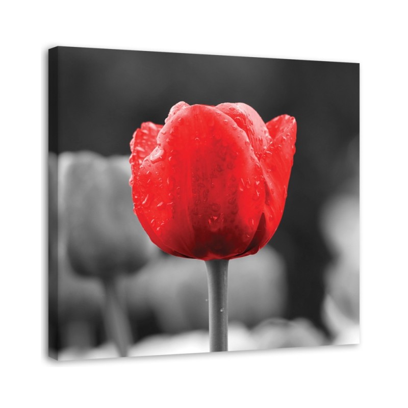 Wandbild für Wohnzimmer - Tulpe in Rot | Feeby