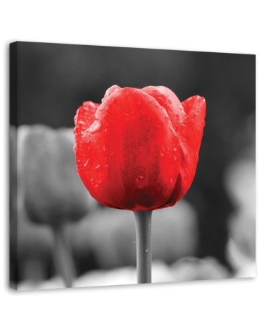 Wandbild für Wohnzimmer - Tulpe in Rot | Feeby