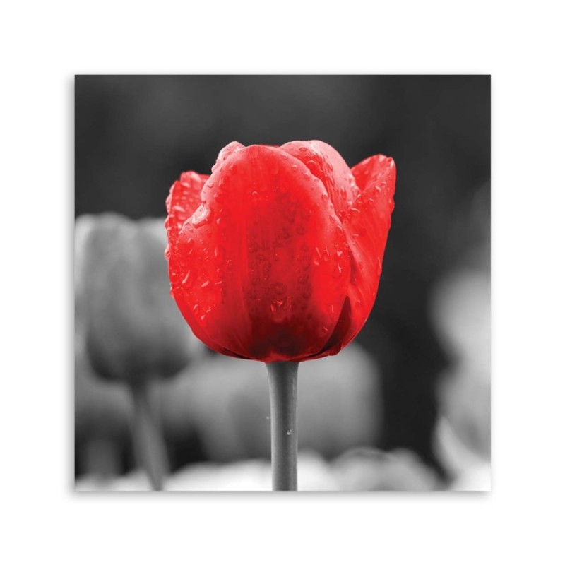 Wandbild für Wohnzimmer - Tulpe in Rot | Feeby