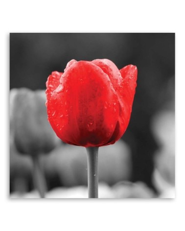 Wandbild für Wohnzimmer - Tulpe in Rot | Feeby