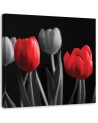 Czerwone tulipany - Obraz na płótnie canvas | FEEBY