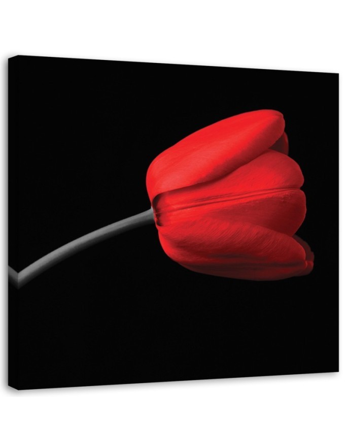 Dekoratives Leinwandbild - Rote Tulpenblüte | Feeby