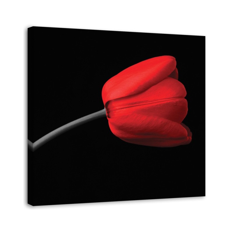 Dekoratives Leinwandbild - Rote Tulpenblüte | Feeby