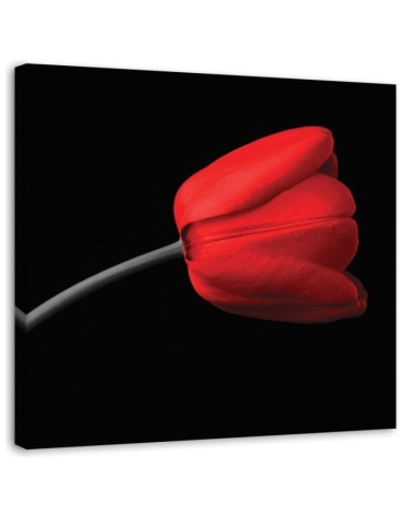 Dekoratives Leinwandbild - Rote Tulpenblüte | Feeby