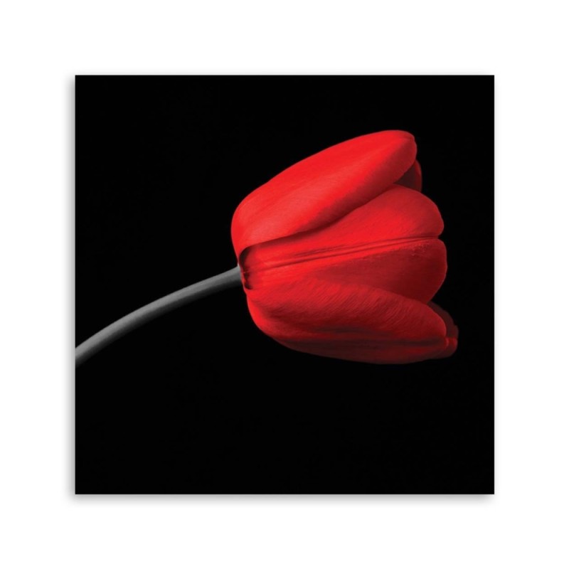 Dekoratives Leinwandbild - Rote Tulpenblüte | Feeby