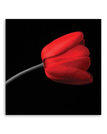 Dekoratives Leinwandbild - Rote Tulpenblüte | Feeby