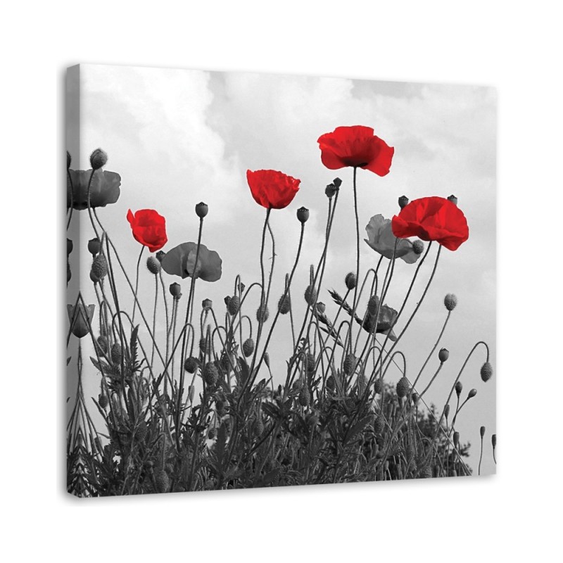 Red poppy flowers nature - Canvas prints for living room | FEEBY