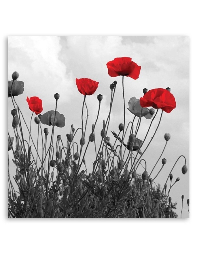 Red poppy flowers nature - Canvas prints for living room | FEEBY