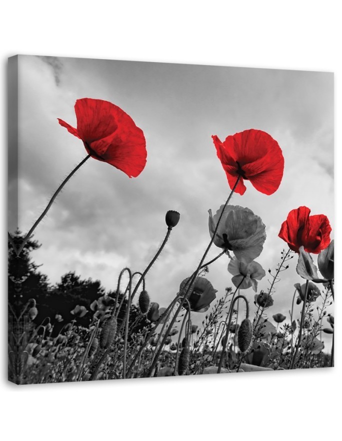 Modernes Wandbild - Mohnblumen auf einer Wiese | Feeby