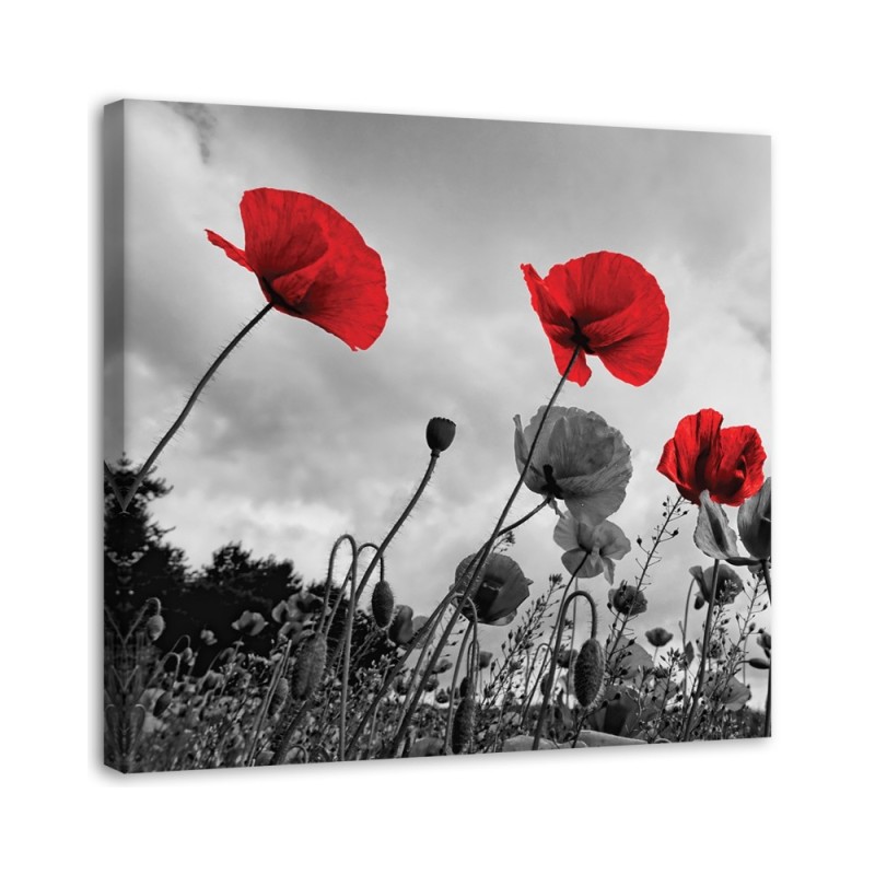 Modernes Wandbild - Mohnblumen auf einer Wiese | Feeby