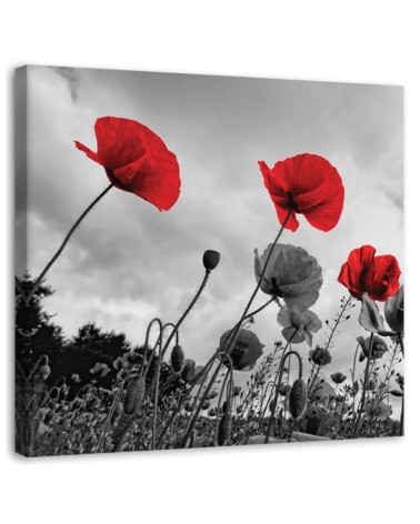 Modernes Wandbild - Mohnblumen auf einer Wiese | Feeby