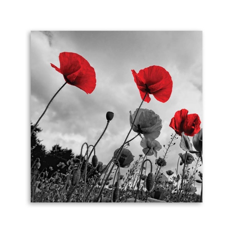 Modernes Wandbild - Mohnblumen auf einer Wiese | Feeby