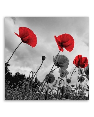 Modernes Wandbild - Mohnblumen auf einer Wiese | Feeby