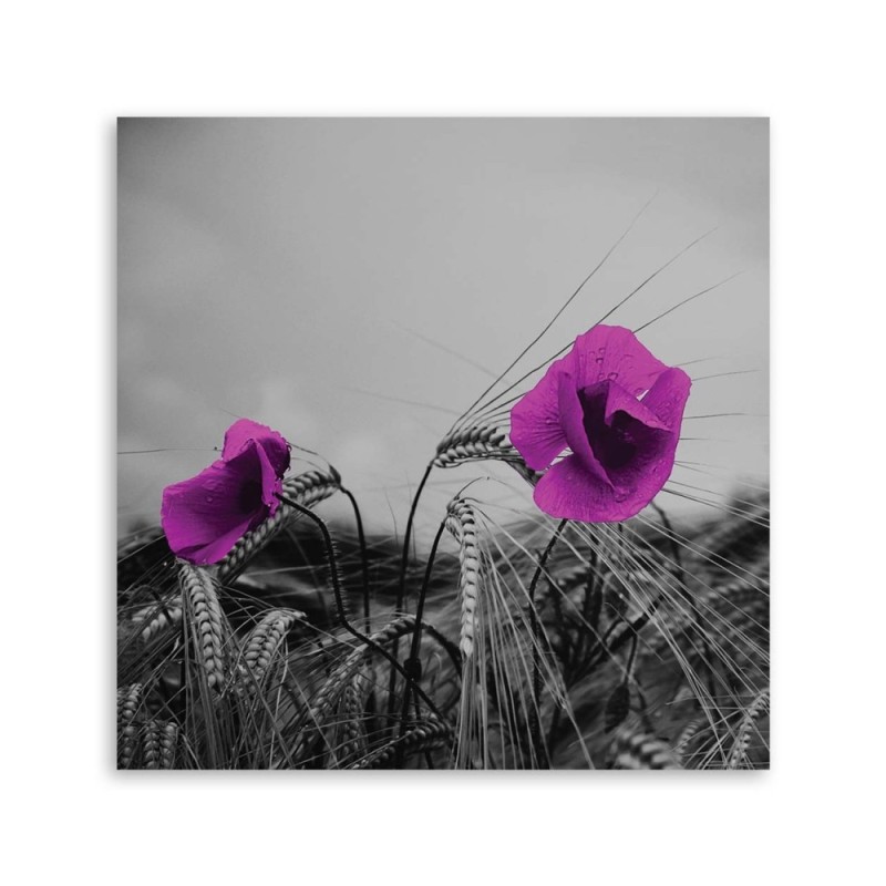 Leinwanddruck - Lila Mohnblumen und Mais | Feeby