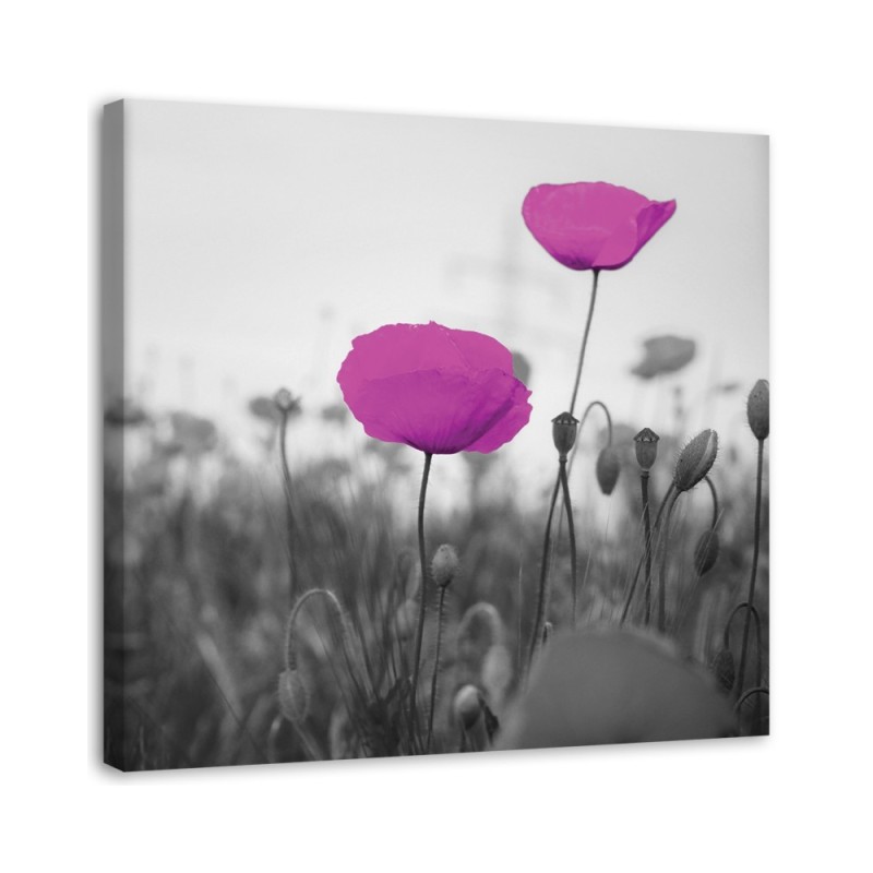 Leinwandbild - Lila Mohnblumen auf der Wiese | Feeby