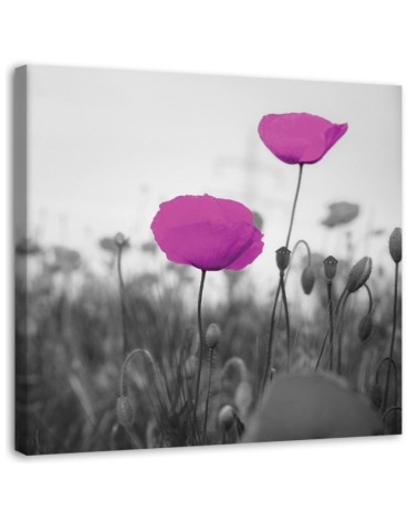 Leinwandbild - Lila Mohnblumen auf der Wiese | Feeby