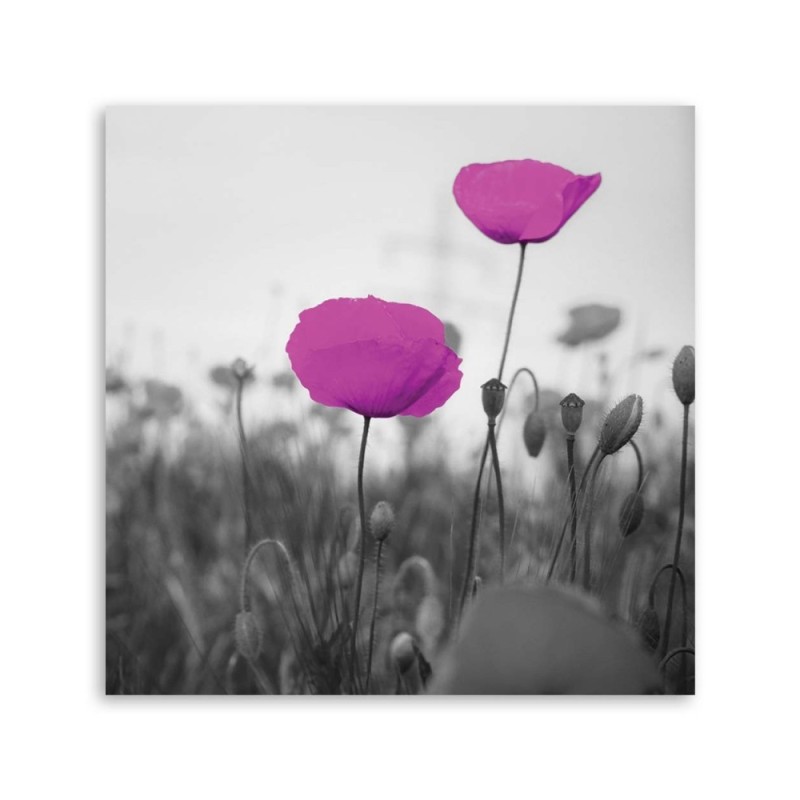 Leinwandbild - Lila Mohnblumen auf der Wiese | Feeby