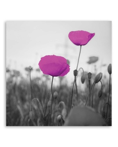 Leinwandbild - Lila Mohnblumen auf der Wiese | Feeby