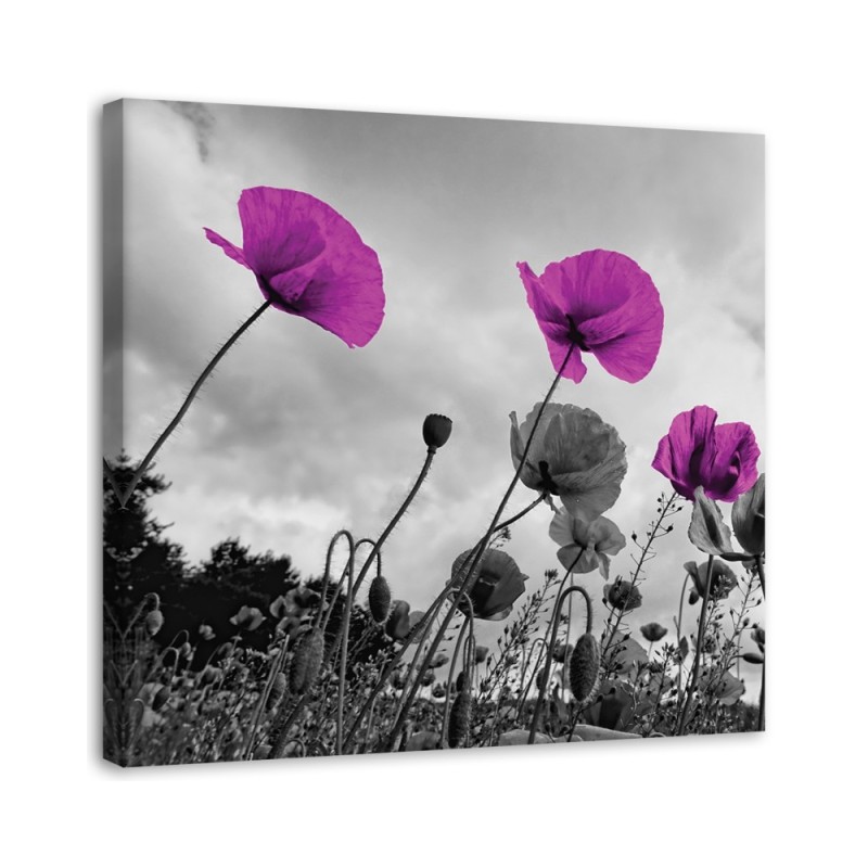 Bild auf Leinwand - Lila Mohnblumen | Feeby