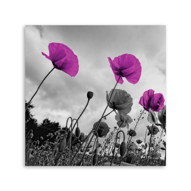 Bild auf Leinwand - Lila Mohnblumen | Feeby