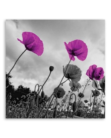 Bild auf Leinwand - Lila Mohnblumen | Feeby