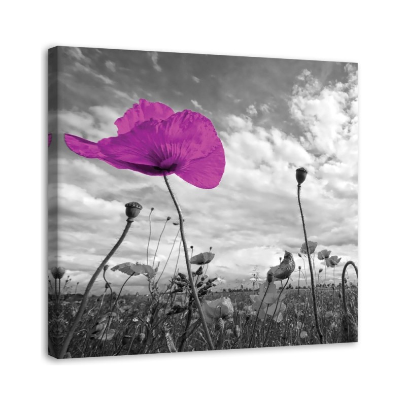 Leinwandbild modern - Lila Mohnblumen | Feeby