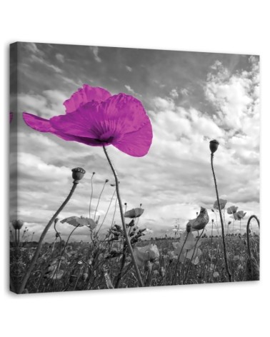 Leinwandbild modern - Lila Mohnblumen | Feeby