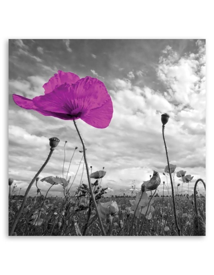Canvas print modern - Purple poppies | FEEBY