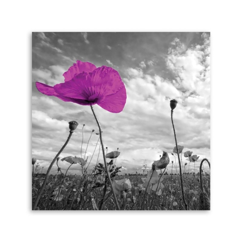 Leinwandbild modern - Lila Mohnblumen | Feeby