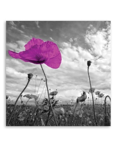 Leinwandbild modern - Lila Mohnblumen | Feeby