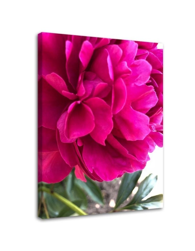 Bild auf Leinwand - Rosa Pfingstrose | Feeby