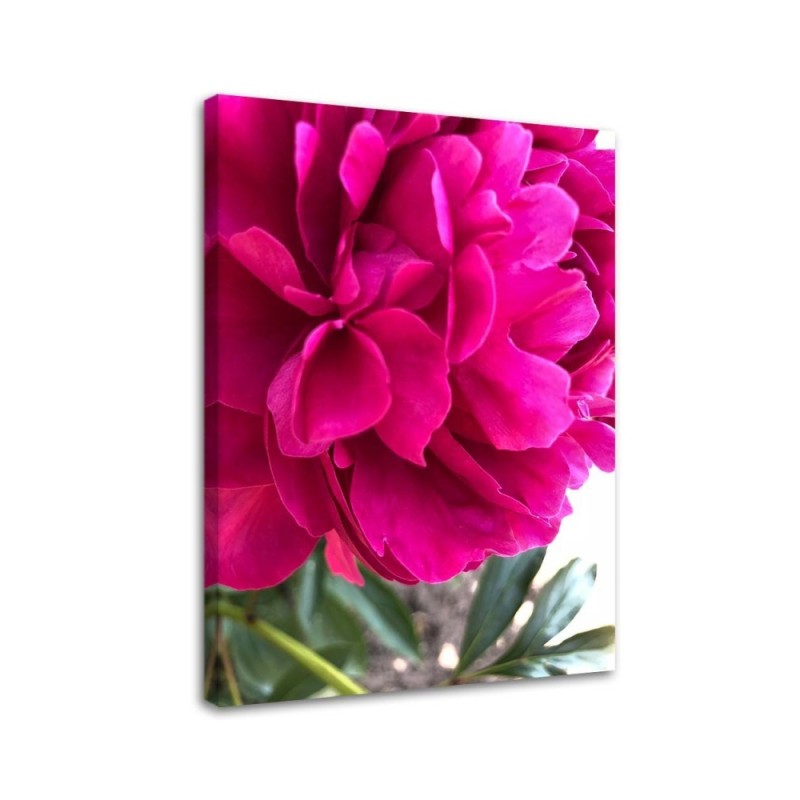 Bild auf Leinwand - Rosa Pfingstrose | Feeby