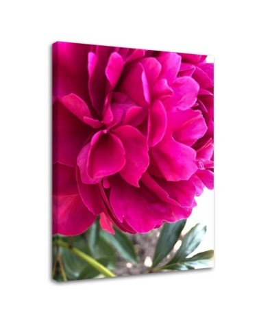 Bild auf Leinwand - Rosa Pfingstrose | Feeby