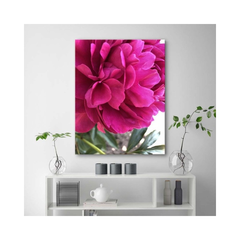 Bild auf Leinwand - Rosa Pfingstrose | Feeby