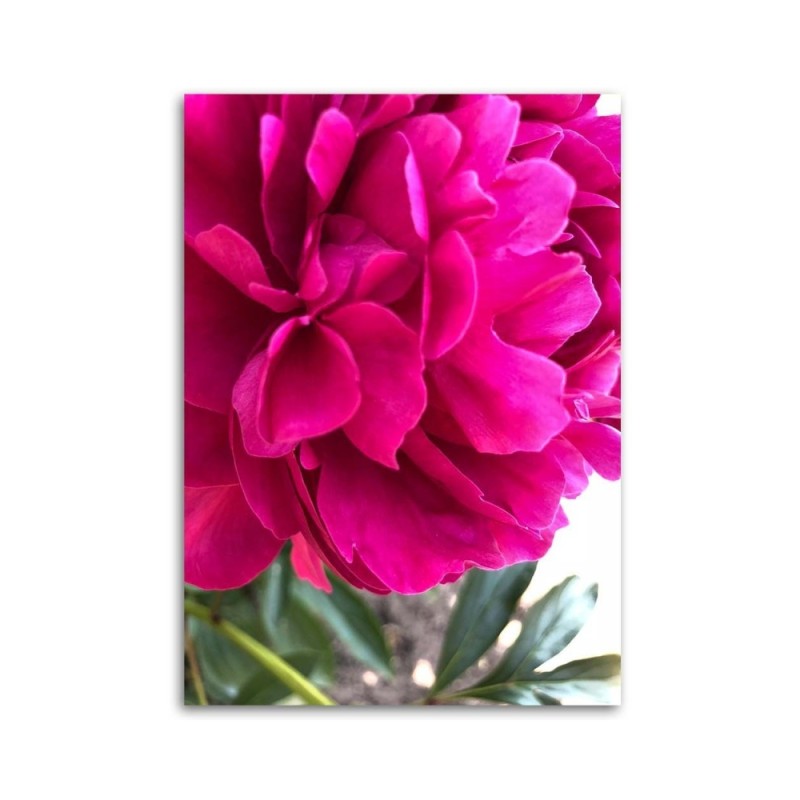 Bild auf Leinwand - Rosa Pfingstrose | Feeby