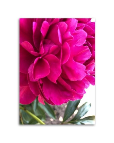 Bild auf Leinwand - Rosa Pfingstrose | Feeby