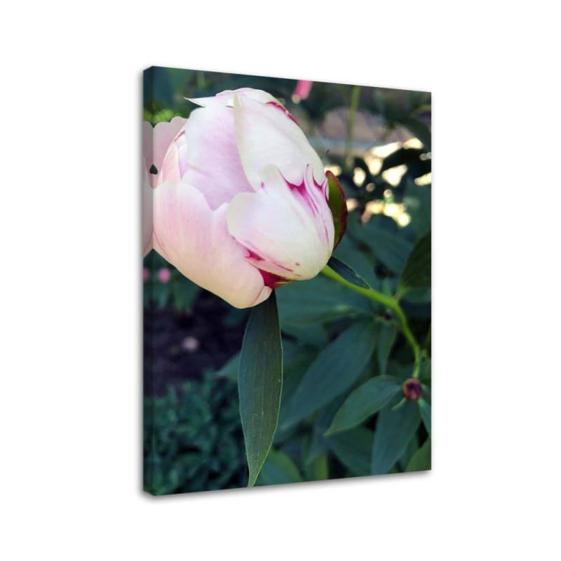 Leinwandbild - Weiße Pfingstrose | Feeby