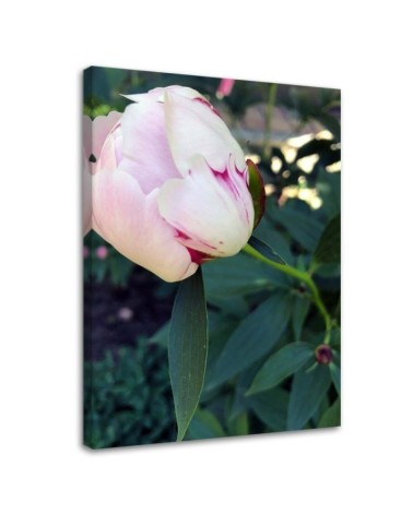 Leinwandbild - Weiße Pfingstrose | Feeby